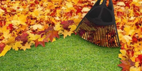 Leaf Clean Up - Free Estimate